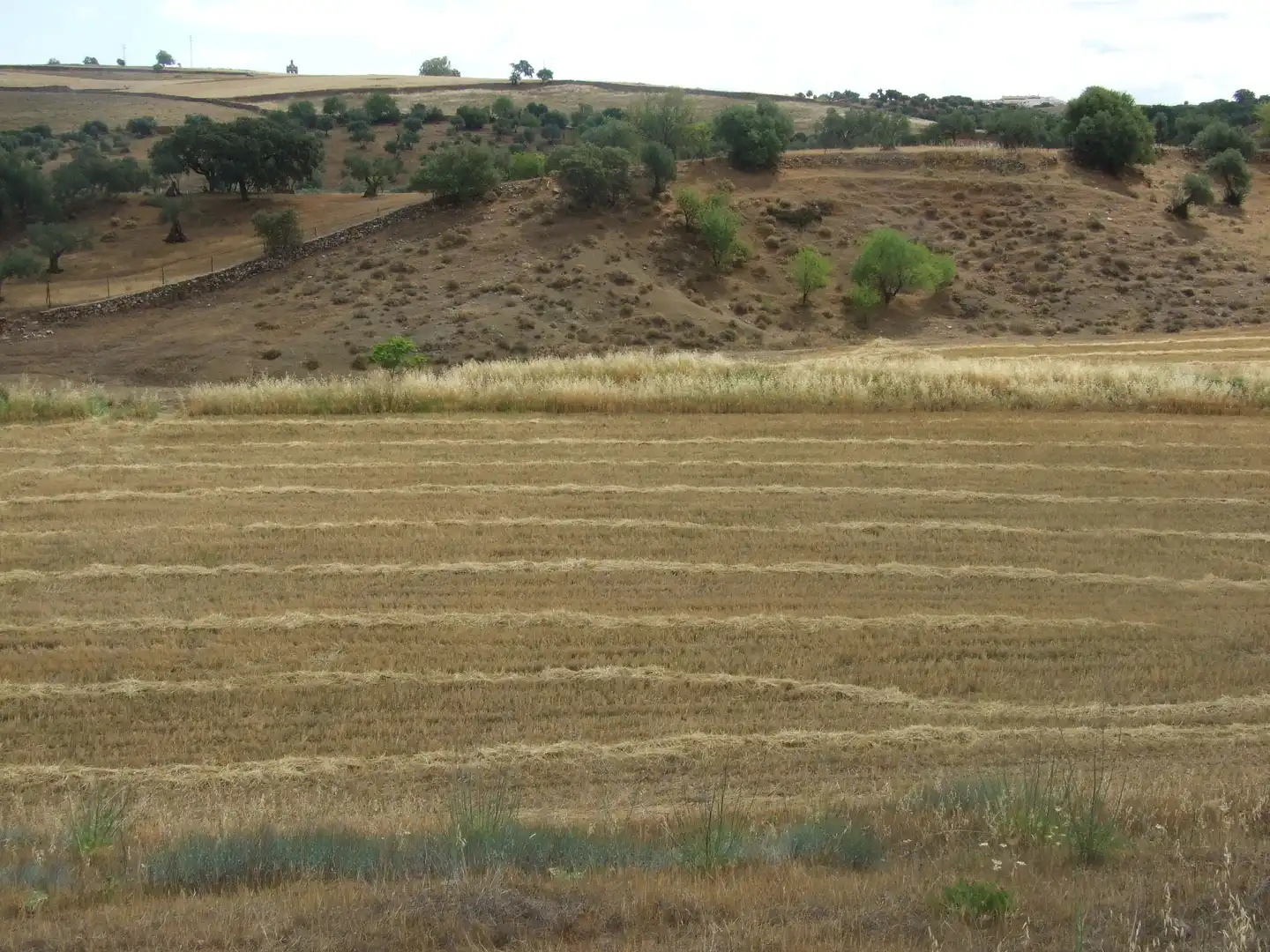 Terreni e lotti in vendita a Zafra