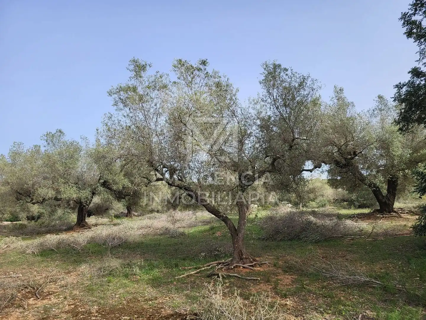 Terreno rustico in vendita a Corral de la Culla, imagen 12