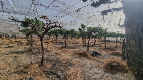 FINCA PARA CULTIVO AGRICOLA ALHABIA, ALMERIA, immagine 4