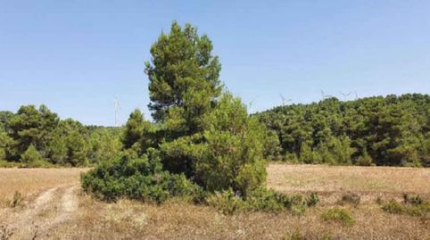 Solvia Inmobiliaria  Suelo Rústico Almansa, immagine 2