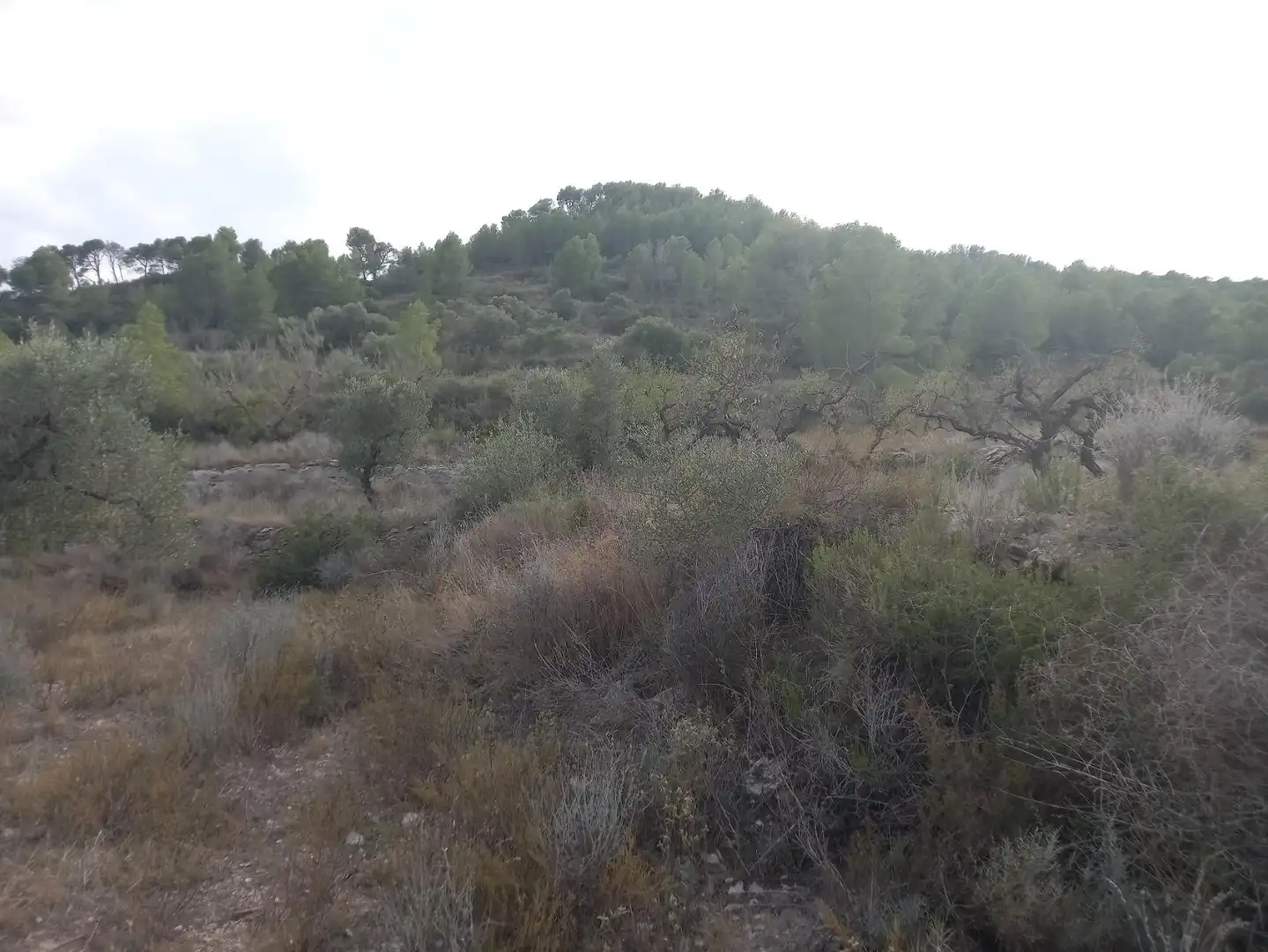 Rural land for sale in Benissanet, imagen 20