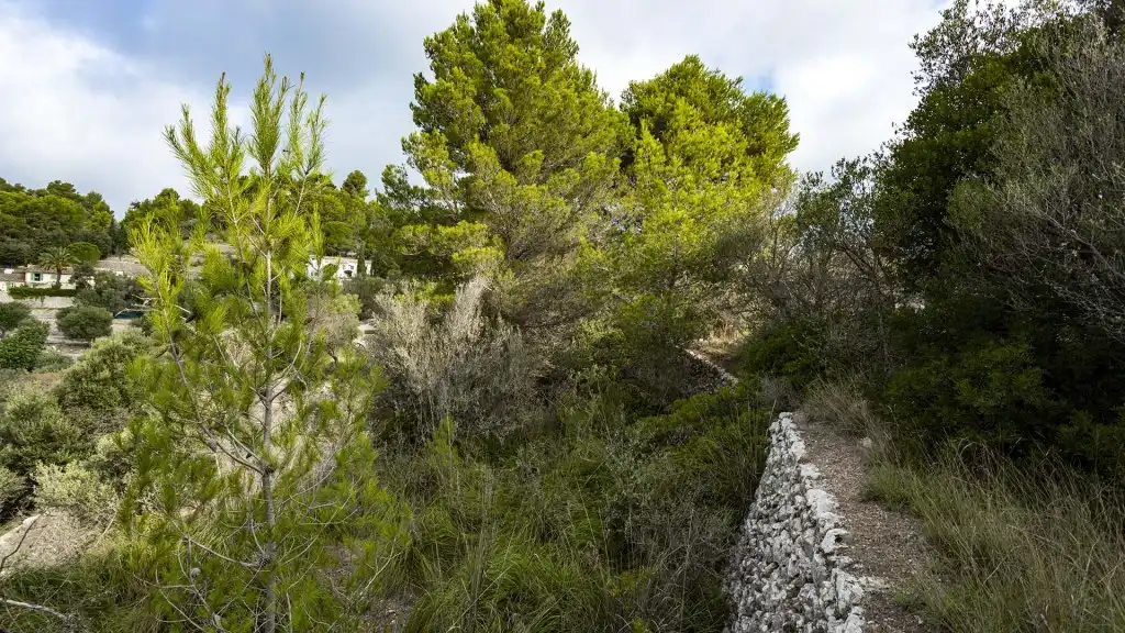 Rural land for sale in Puigpunyent, imagen 5