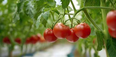 Terreno en Venta en N/A, -1 en Níjar pueblo