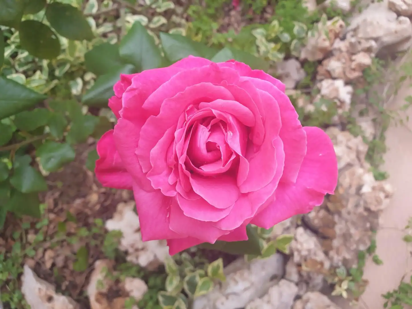Jardí de Casa o xalet en venda en San Francisco - Chorillo