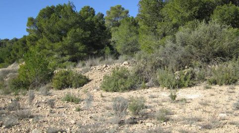 SE VENDE TERRENO EN MONOVAR