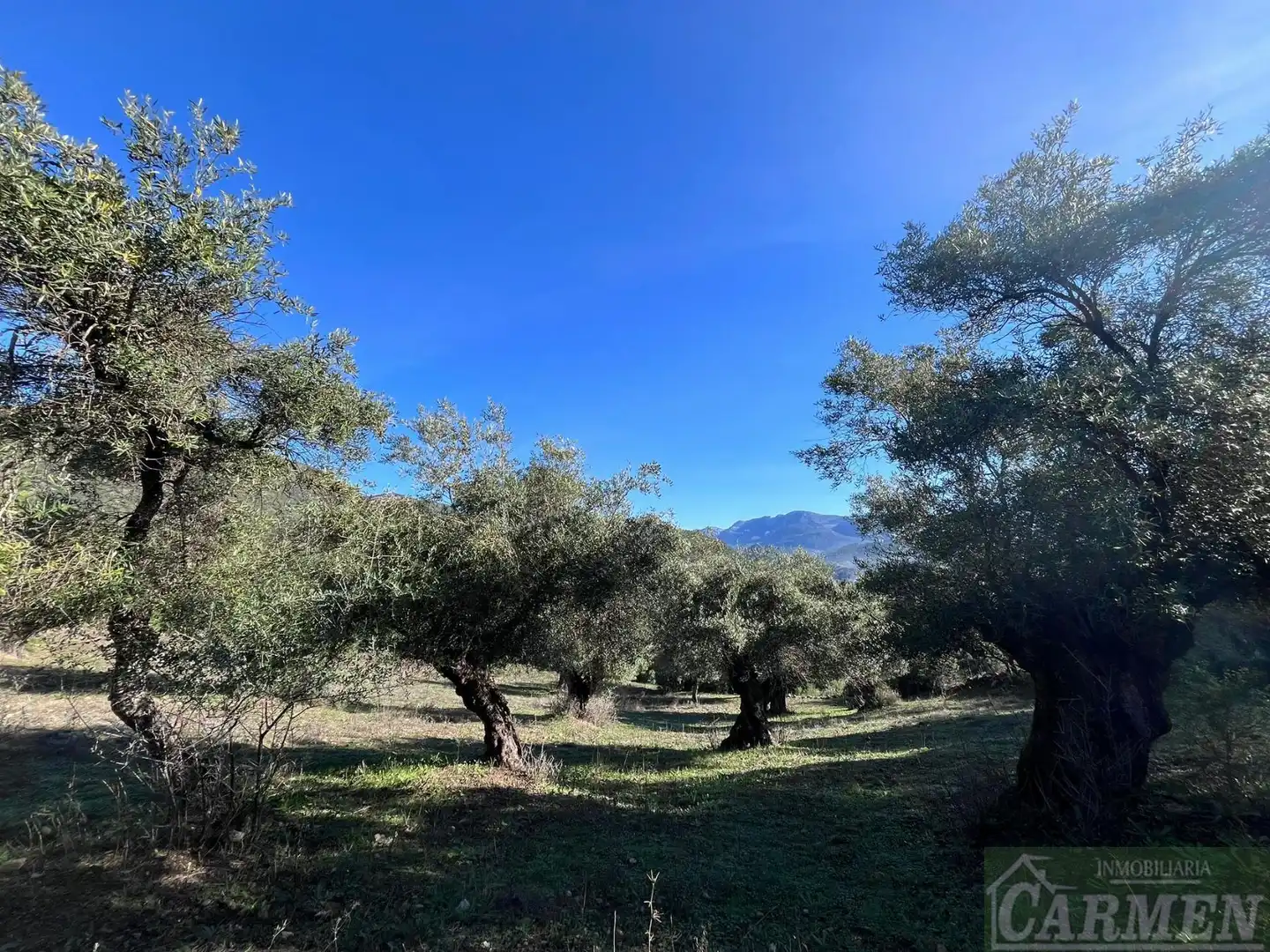 Finca rústica en venda en El Bosque