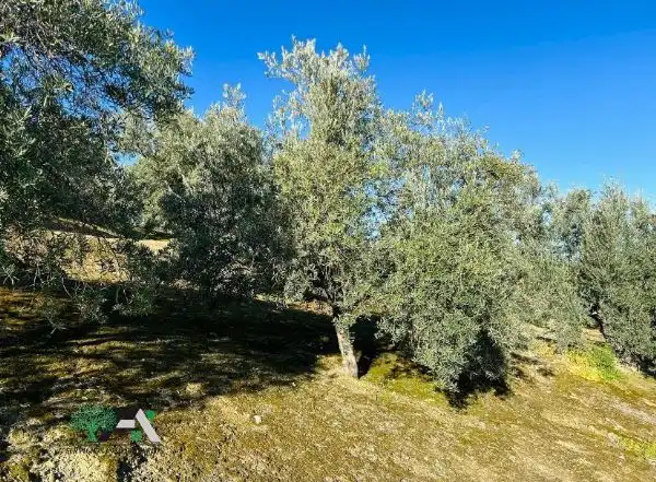 Terrenos y solares en venta en Úbeda, imagen 7