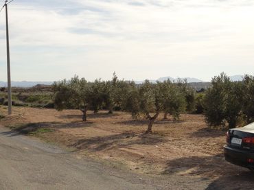 Terreno rustico in vendita a Campo de Murcia