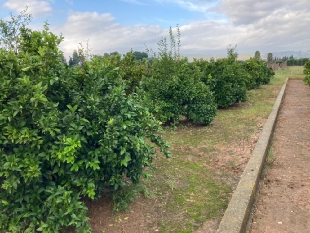 Land for sale in Alcàntera de Xúquer