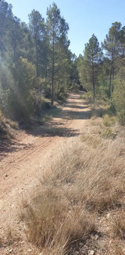 Terrain résidentiel à vendre à Requena, imagen 16