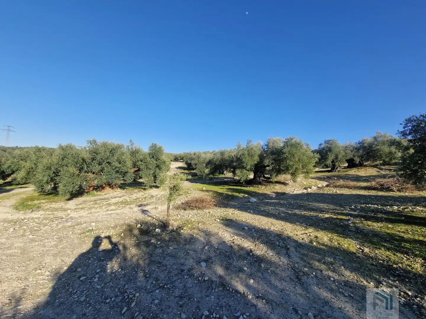 Finca rústica en venda a Montilla