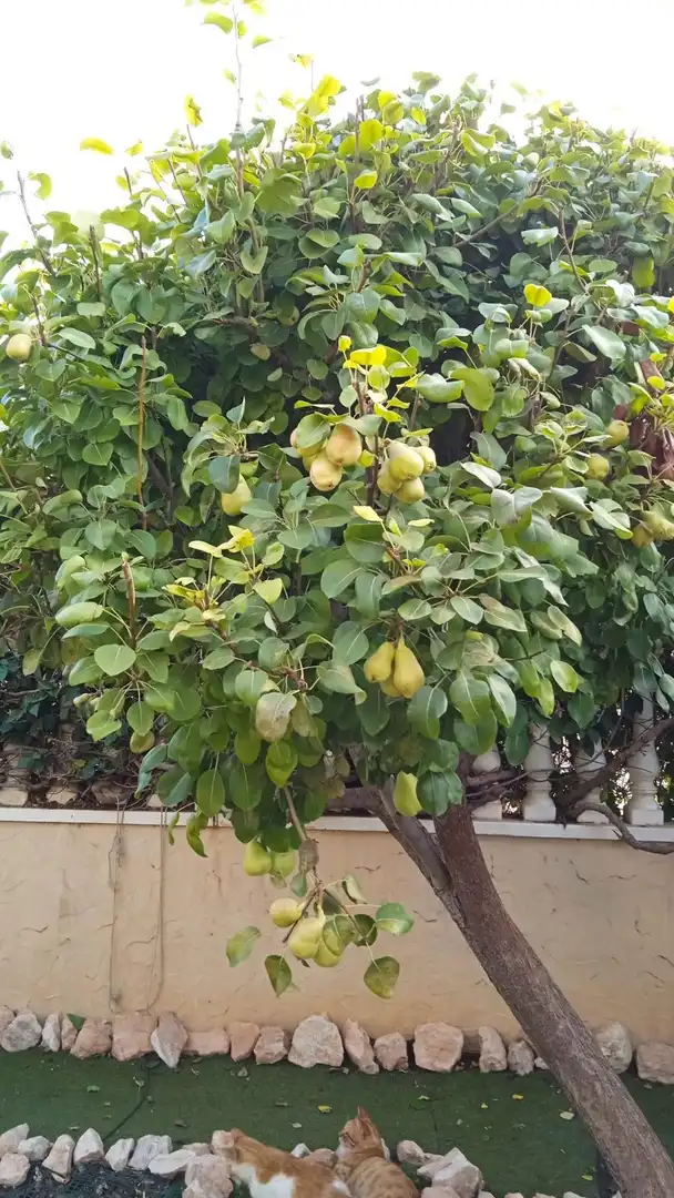 Garden of Houses for sale in Orihuela  with Air Conditioner, Heating and Private garden