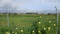 Land for sale in Trigueros