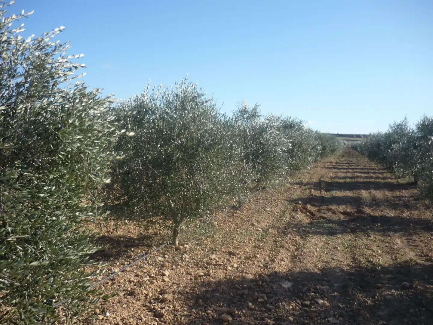 Garden of Land for sale in Vila-rodona