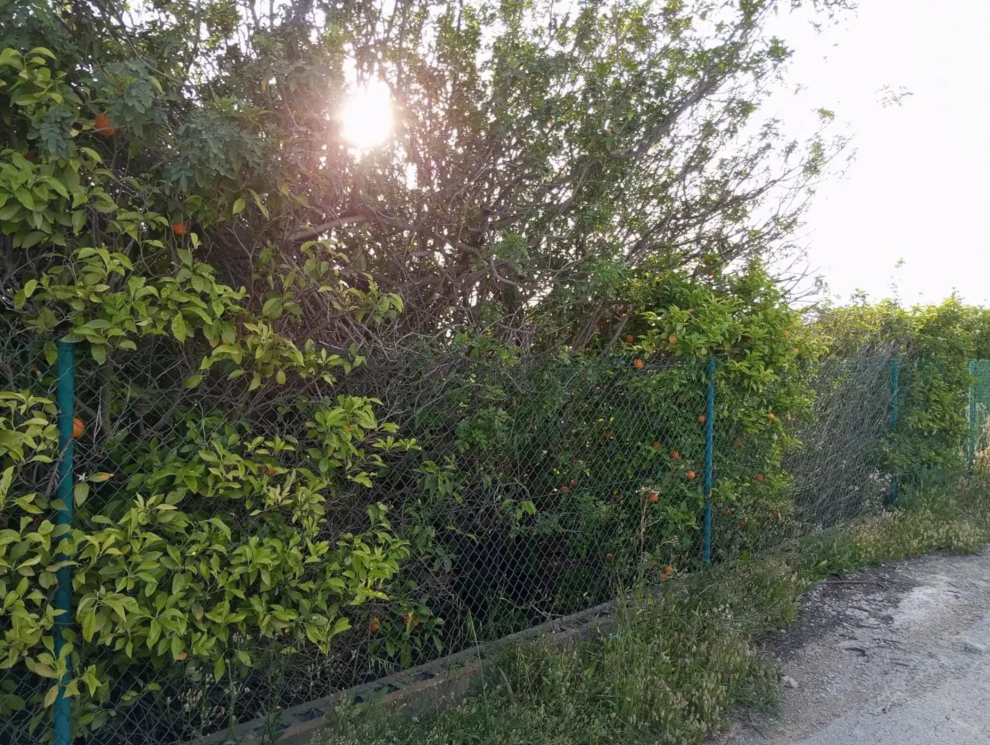 Terreny rústic en venda a Pedanías Oeste, imagen 3