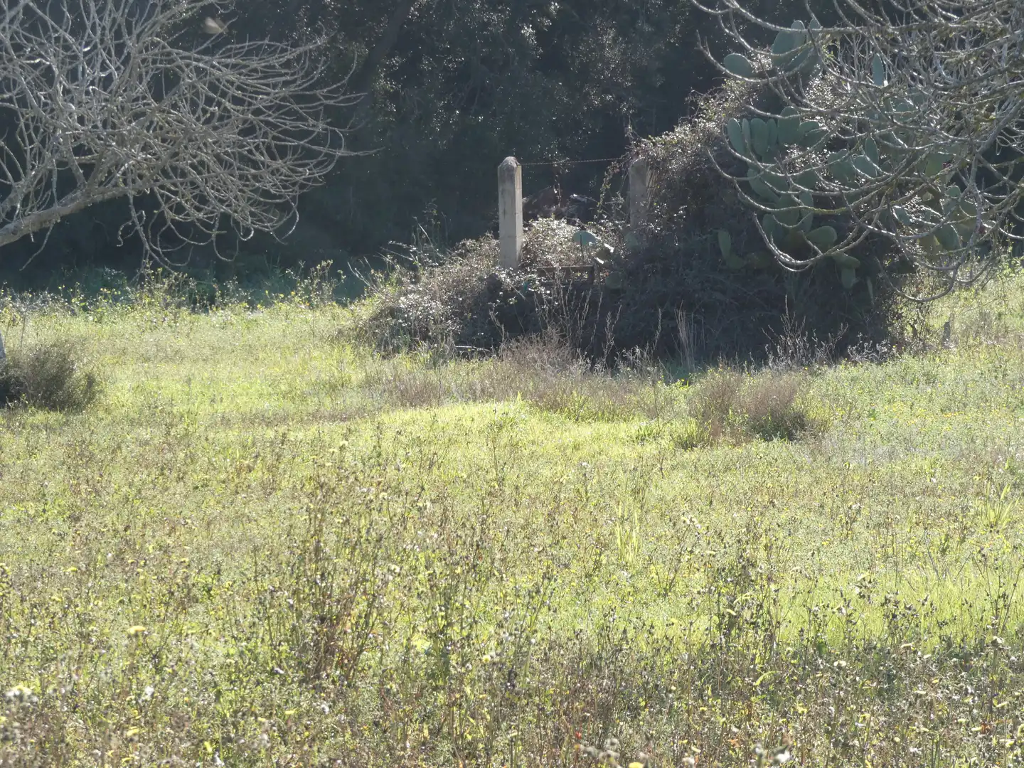 Residential land for sale in Sineu, imagen 14