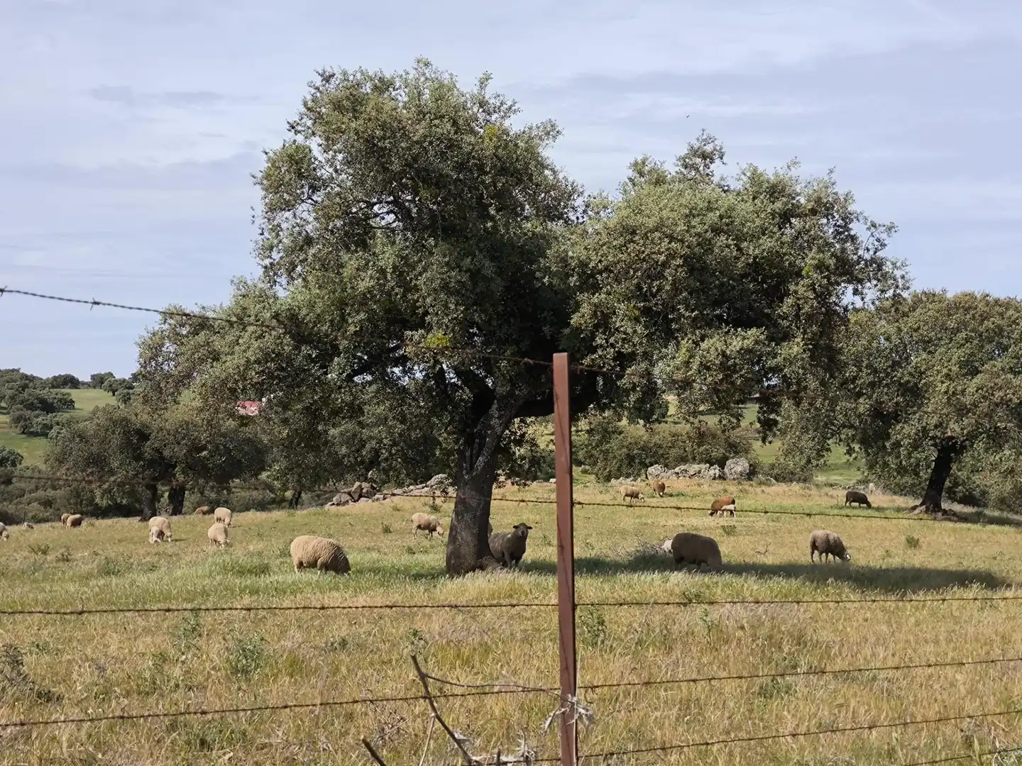 Rural land for sale in Fuente Obejuna