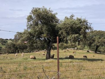 Rural land for sale in Fuente Obejuna