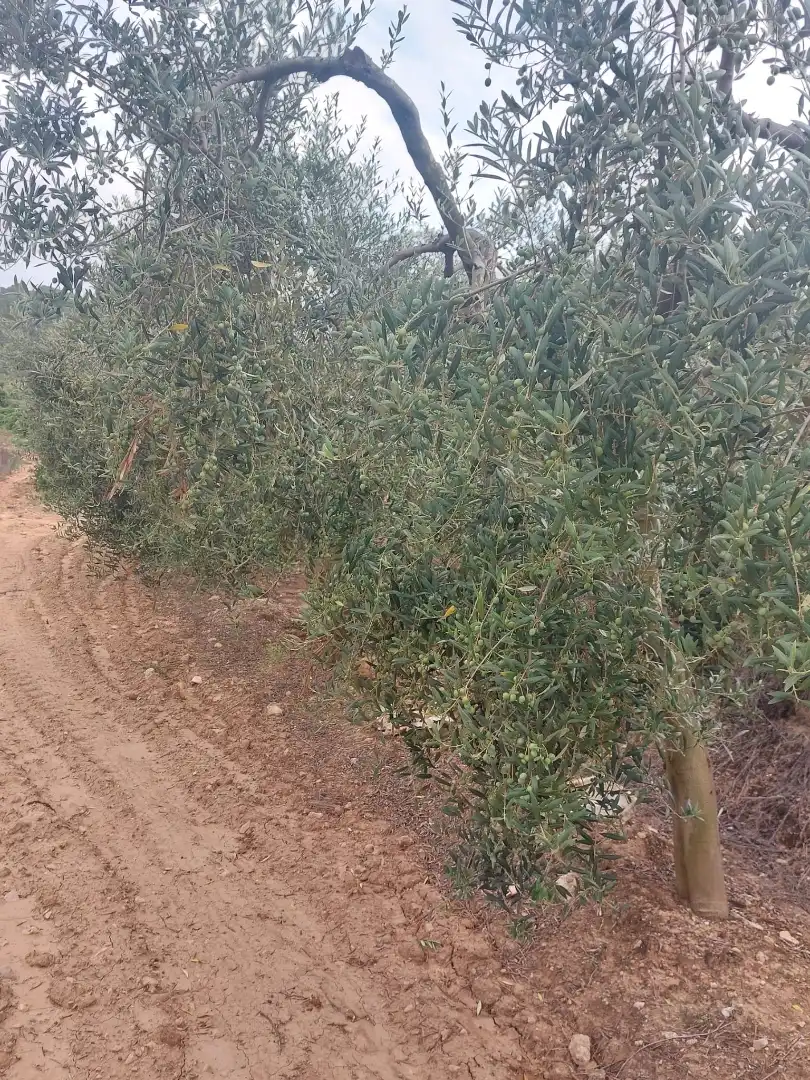 Rustikales Grundstück zum Verkauf in Carretera Albinyana 7, imagen 14