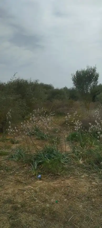 Rural land for sale in Felanitx Poble, imagen 11