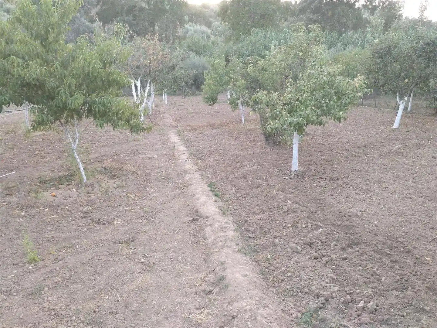 Terreno en venta en Alcaudete
