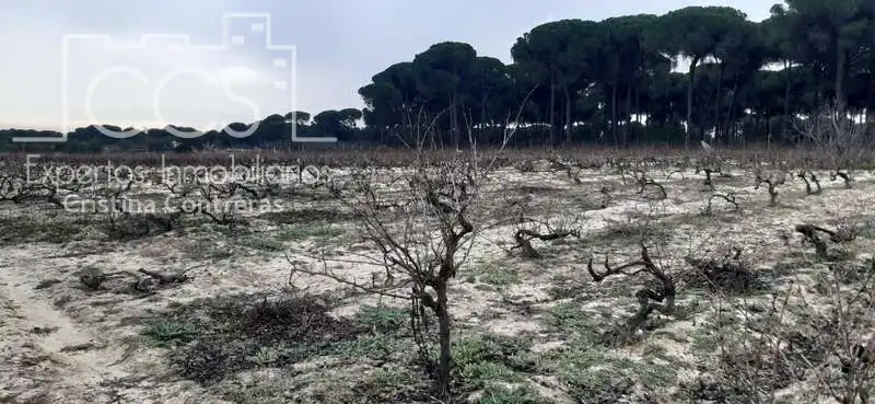 Terreni e lotti in vendita a Almonte ciudad, imagen 7
