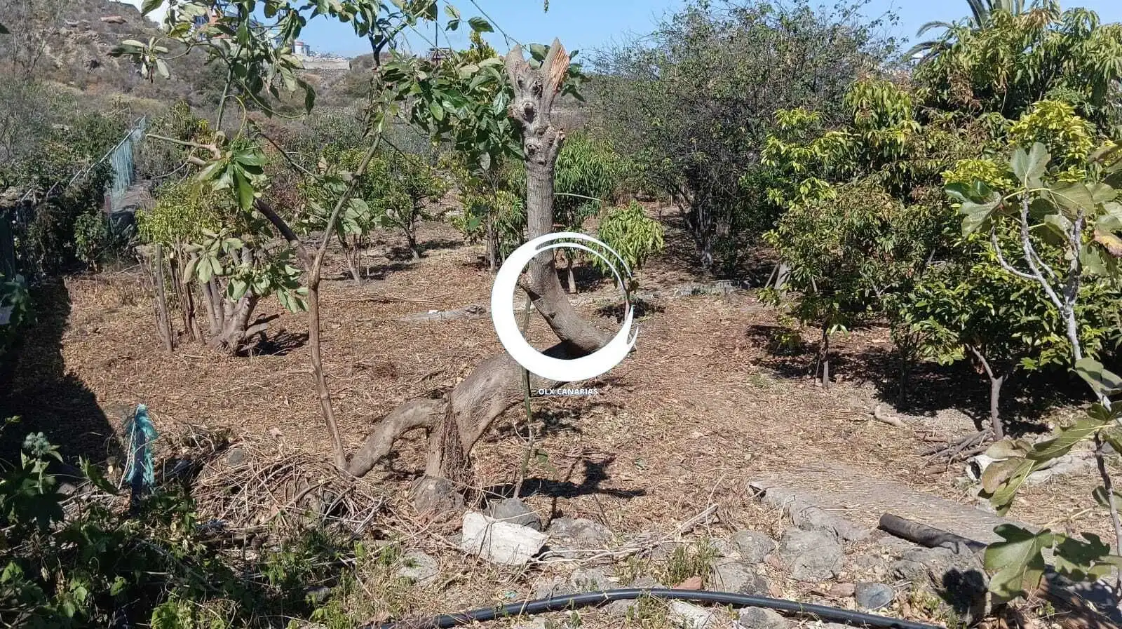 Rural land for sale in Camino la Cueva del Rey, imagen 5