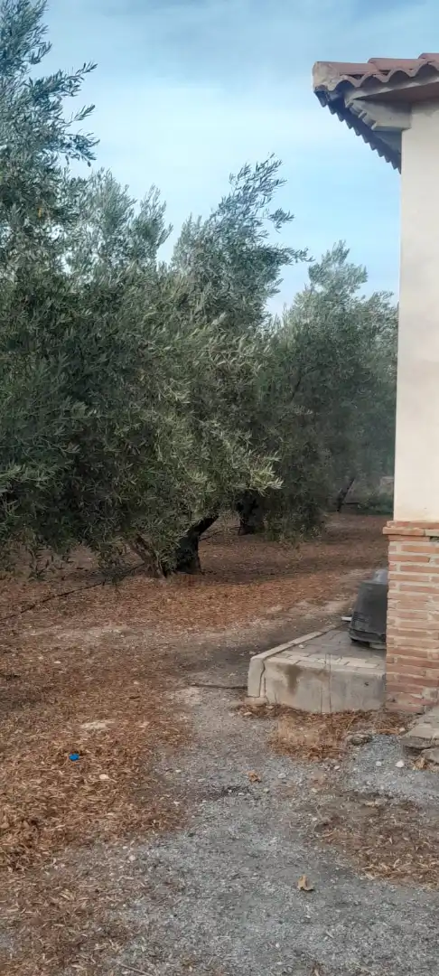Terreny rústic en venda a Camino Viejo de Cela, imagen 3