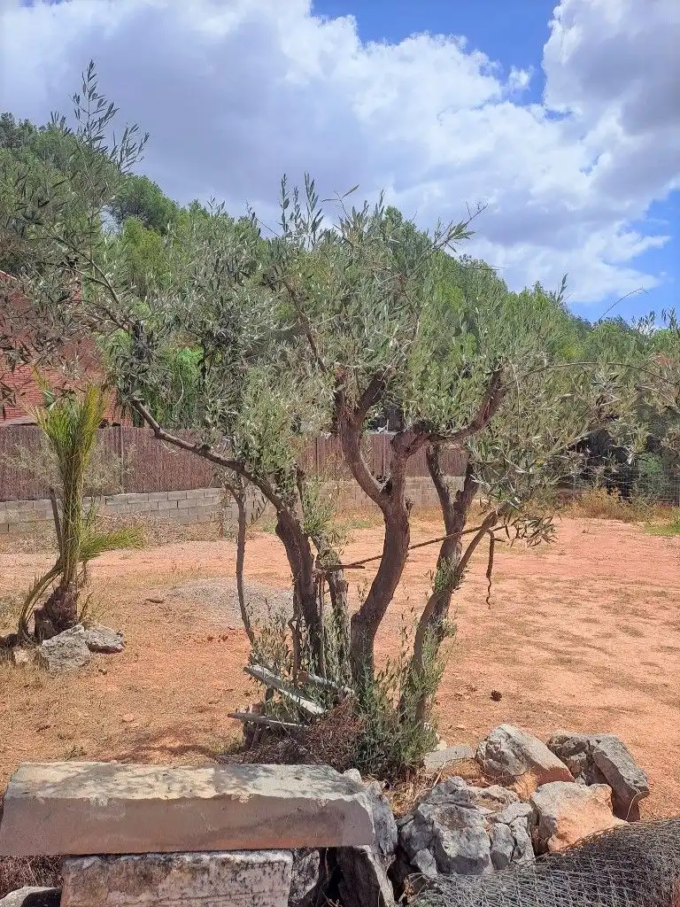 Residential land for sale in Carrer Garbí, imagen 5