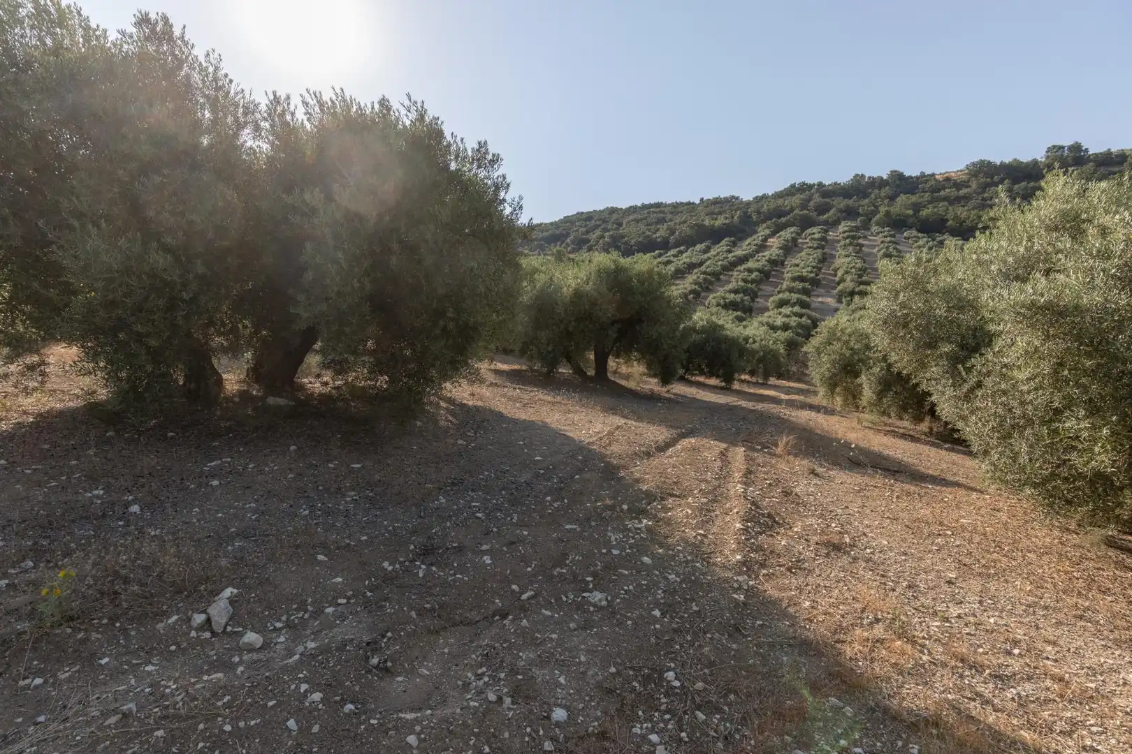 Terreni e lotti in vendita a Lugar Lugar del Cortijo Aguadero, imagen 42