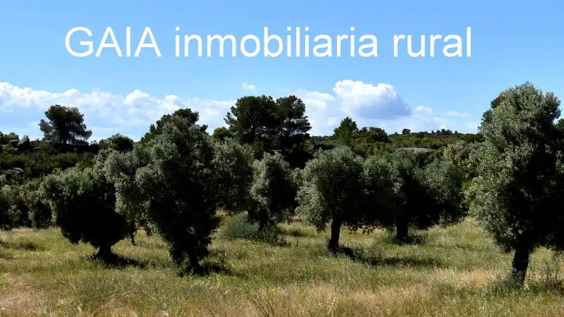 Finca rústica en venta en Maella