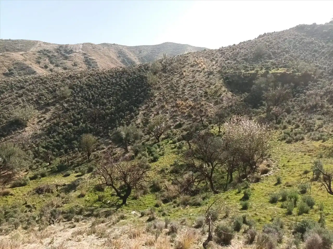 Terreny residencial en venda a Paraje Arroyo Del Aceituno, imagen 10