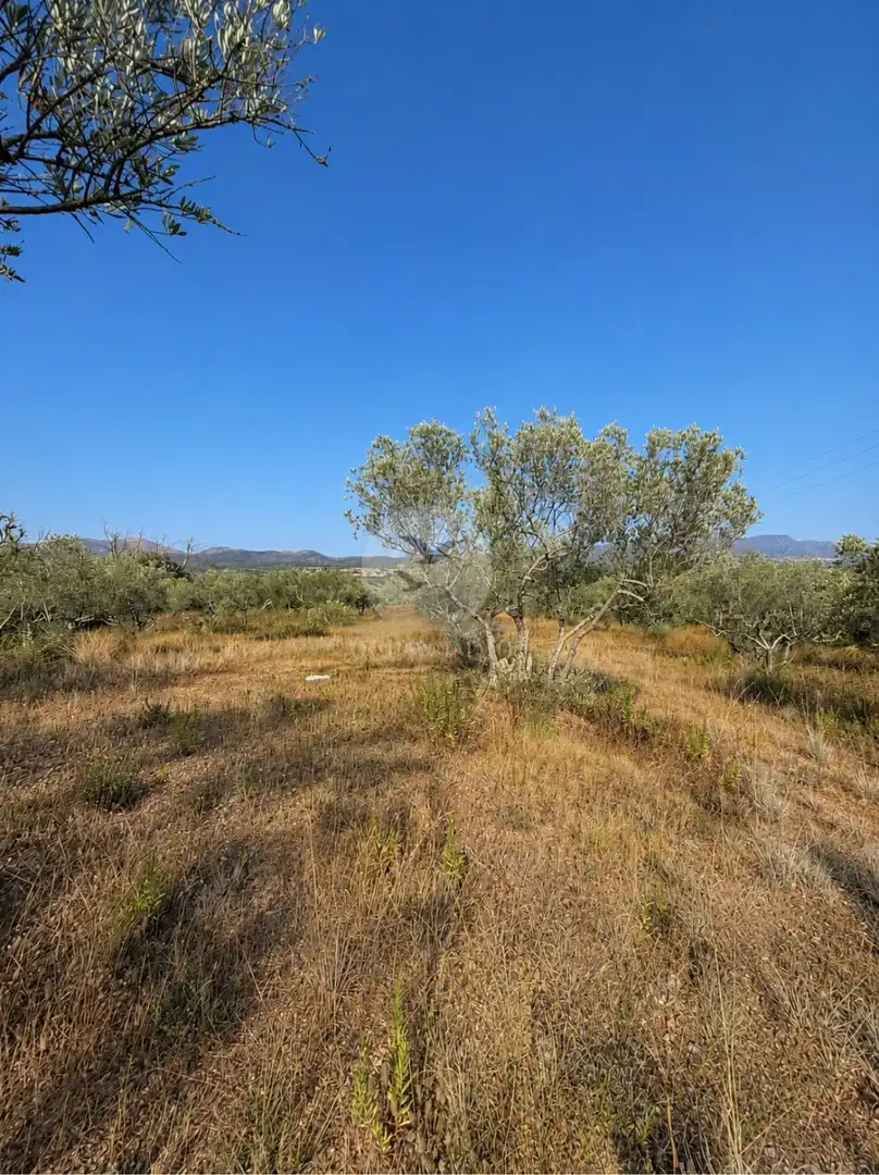 Terreny rústic en venda a Garriguella, imagen 11
