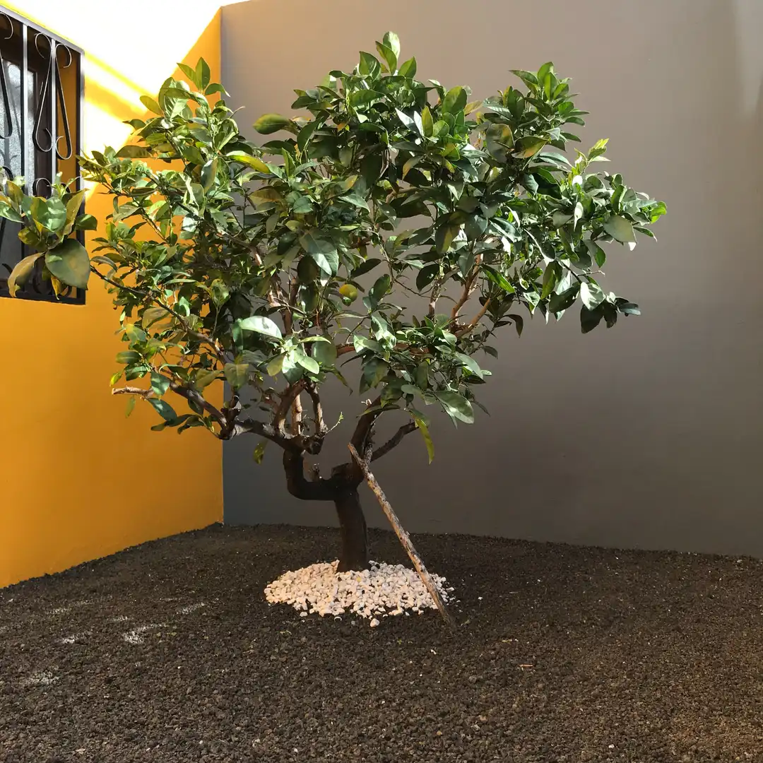 Jardín de Casa adosada en venta en Telde con Terraza