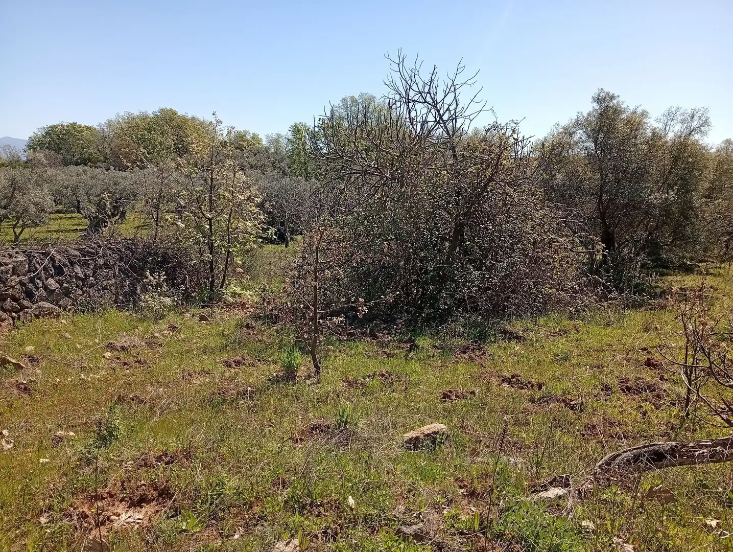 Terreni e lotti in vendita a Valverde de la Vera, imagen 17