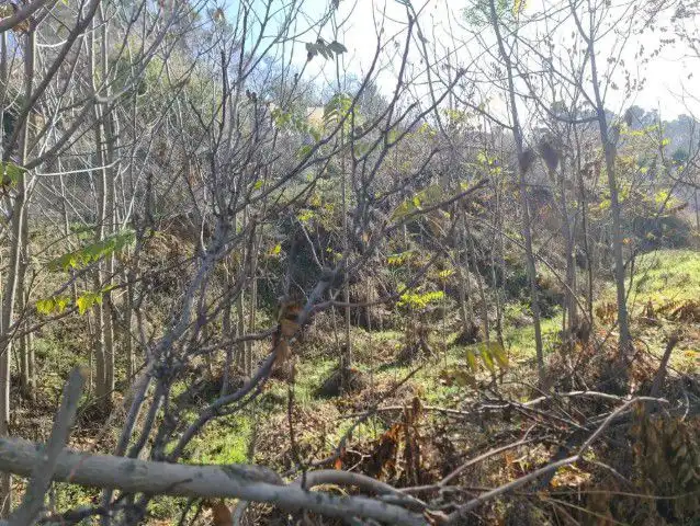 Lands and plots for sale in JOSE ANTONIO, imagen 5