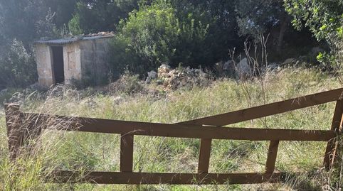 Finca Exclusiva en Petra: Caseta anterior a 1956 y privacidad total