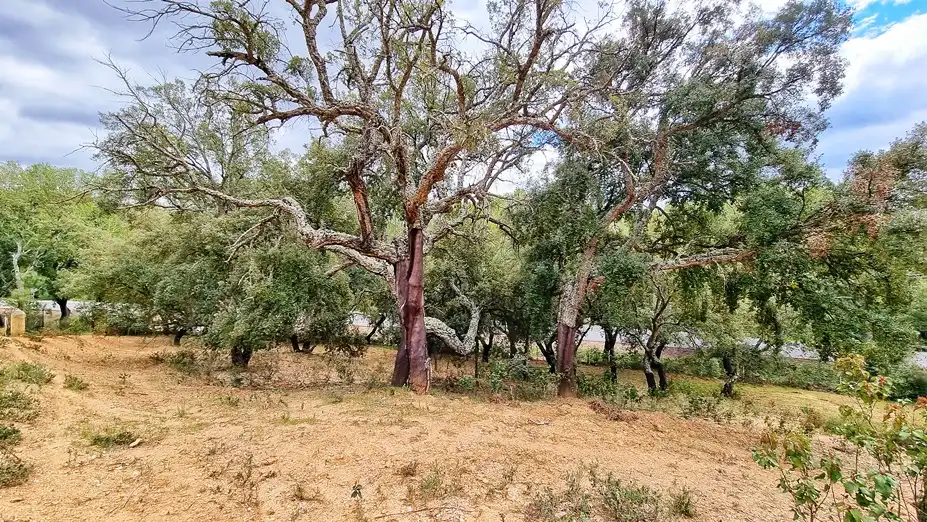 Terreny rústic en venda a Galaroza, imagen 5