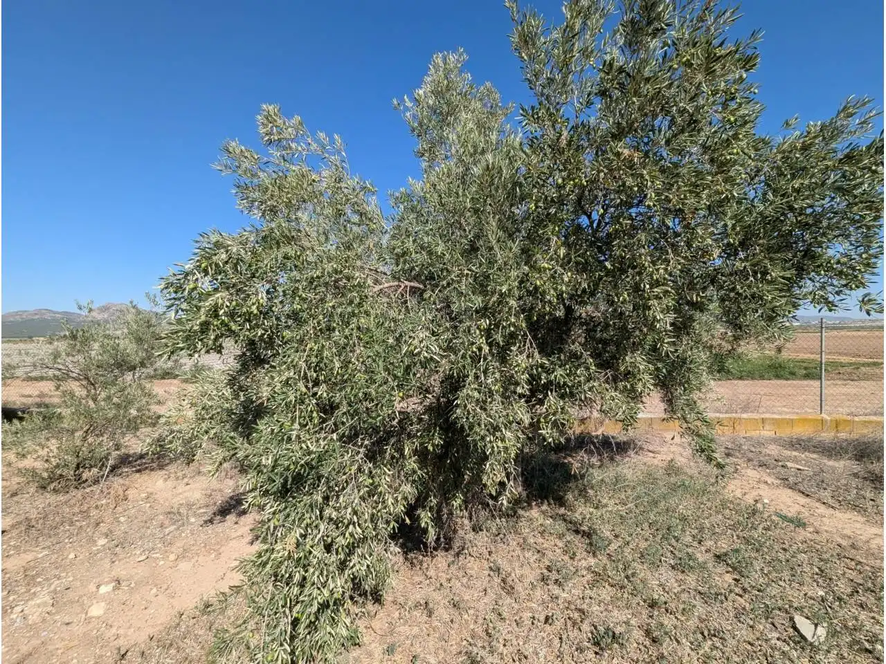 Finca rústica en venta en Caudete con Jardín privado y Piscina