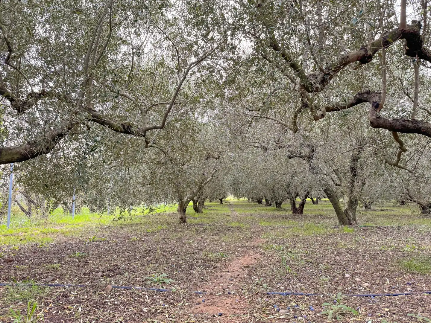 Finca rústica en venda a BURGAR DEL, 40, Riudoms