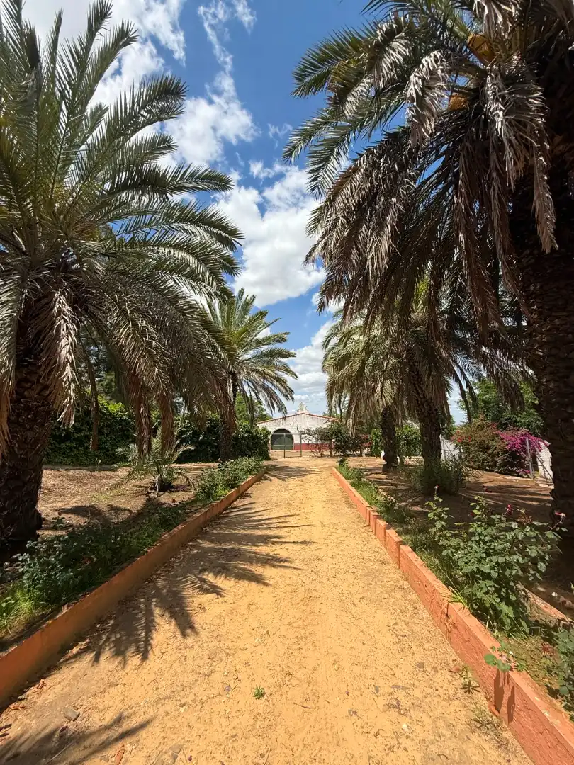 Chalet con piscina en venta en Carretera Olivares, imagen 61