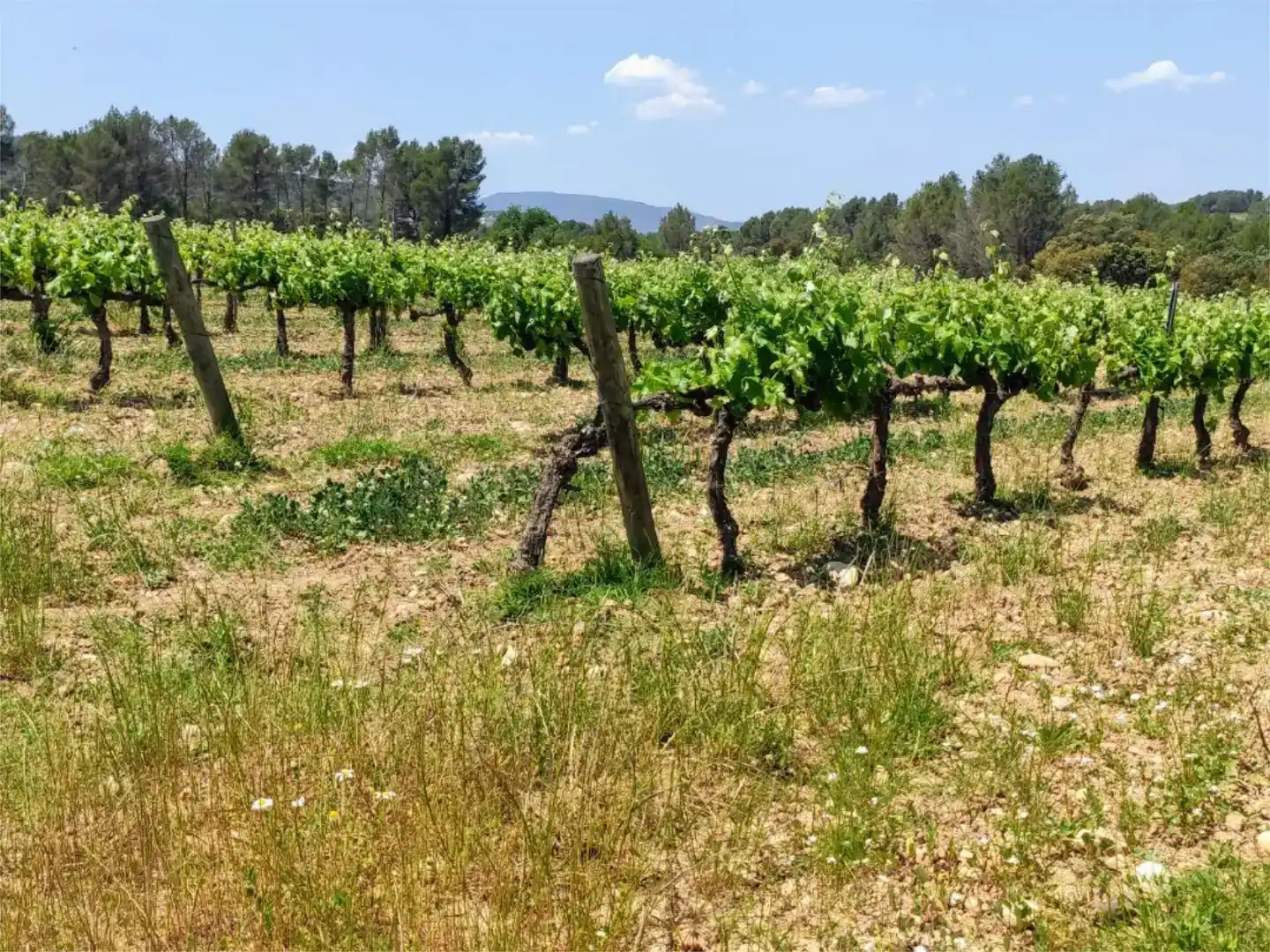 Country homes for sale in Torrelavit