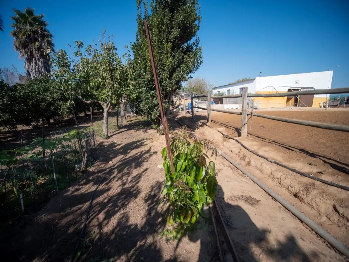 Jardín de Finca rústica en venta en Chipiona con Jardín privado y Terraza