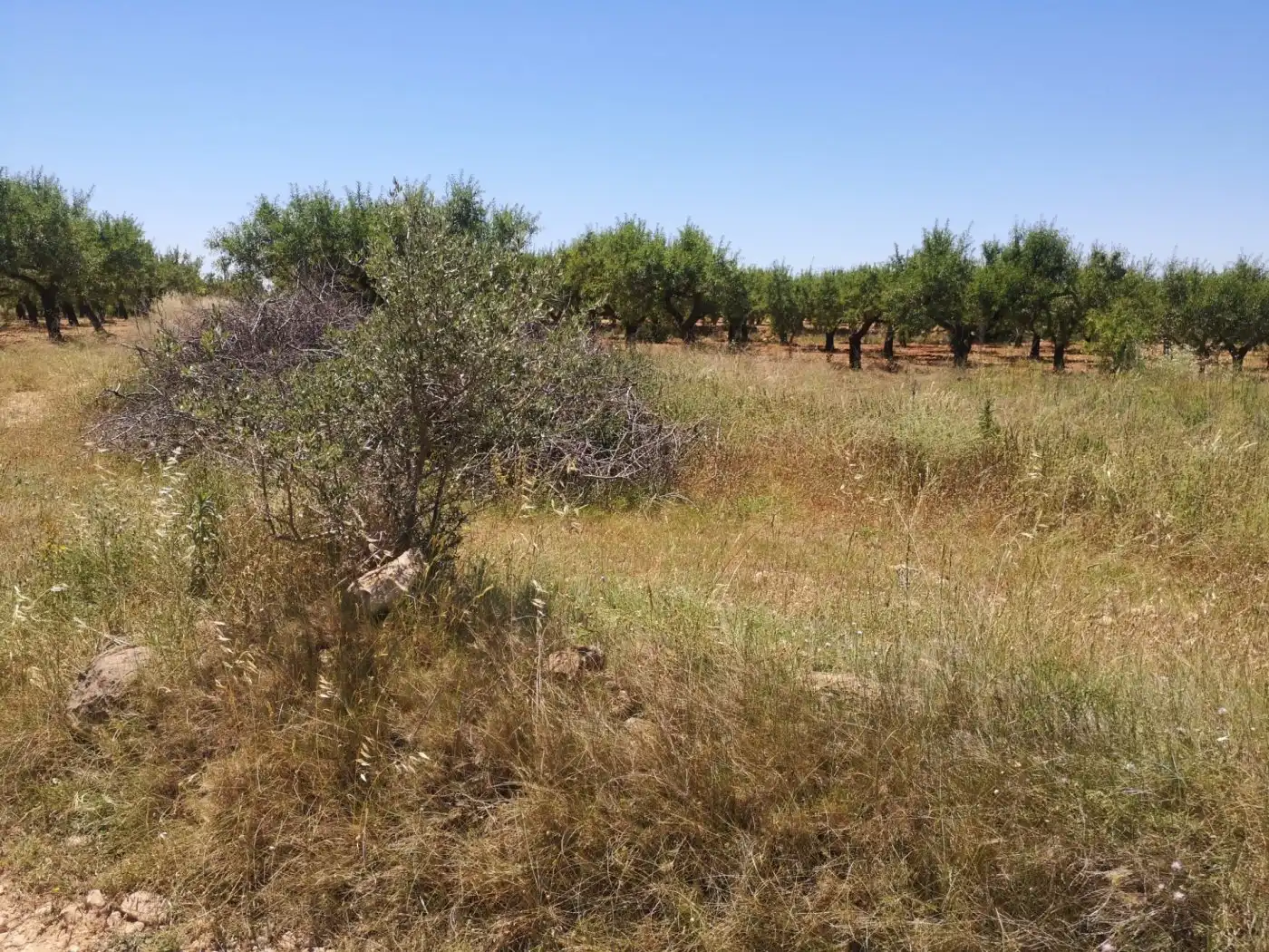 Terreny rústic en venda a Vall d'Alba, imagen 13