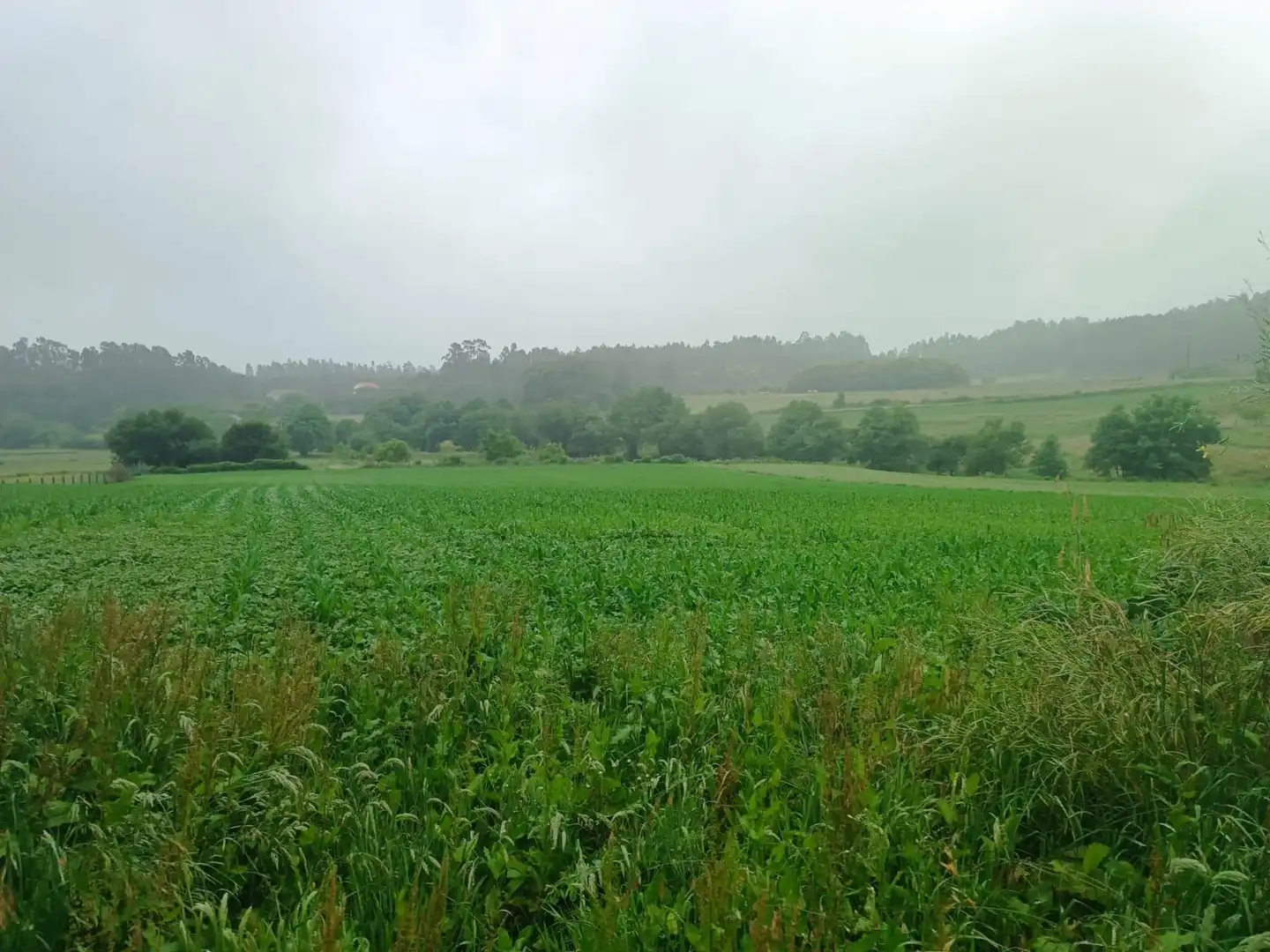 Terreno en venta en Polígono 503 Parcela 311 SAN MAMEDE DE PIÑEIRO. , 503, Cuntis