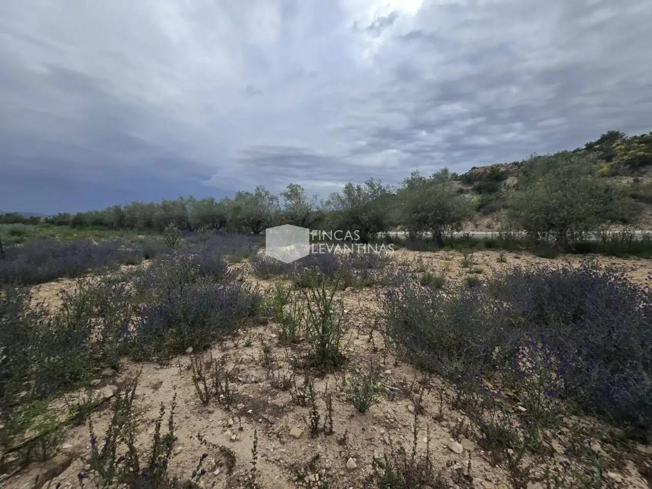 Casa o chalet en venta en Novelda con Terraza y Piscina