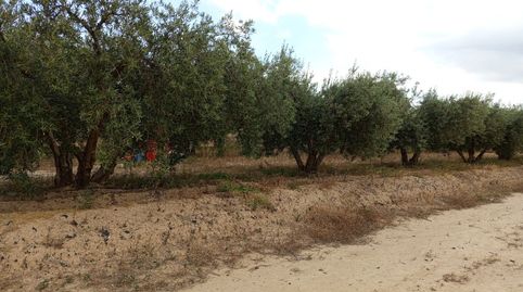 Foto 5 de Terreno en venta en Carretera de Aguaderas, 102, Aguaderas, Lorca