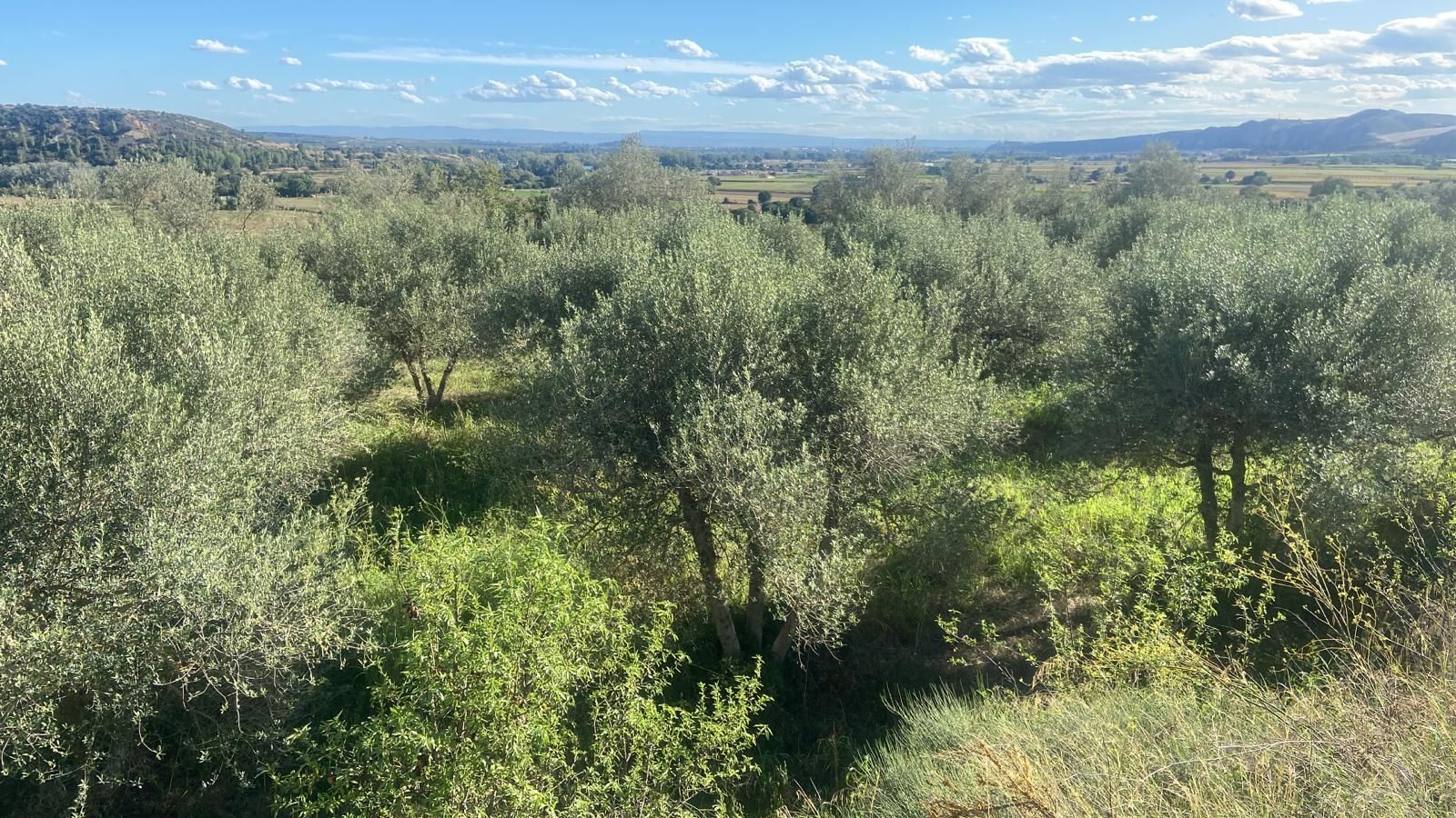 Land for sale in Camarasa