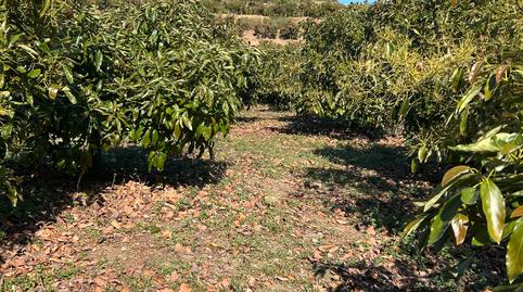 Photo 2 of Land for sale in Diseminado Cabrillas, 296, Camino Viejo de Málaga, Málaga