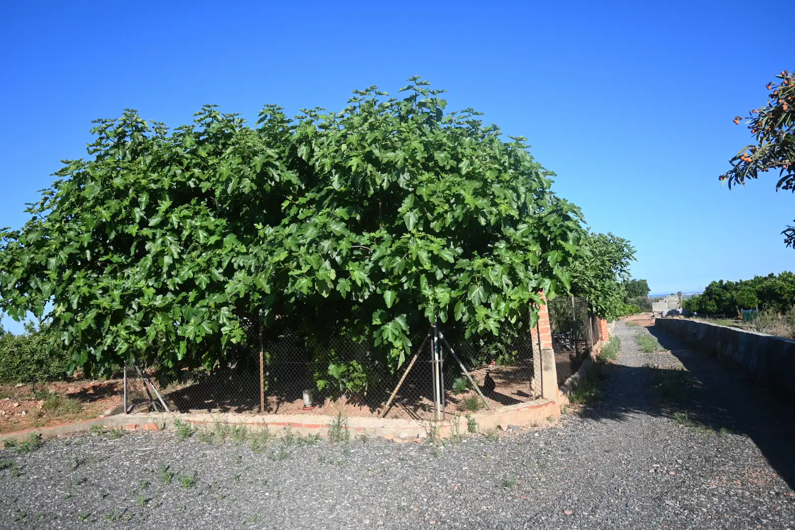 Jardí de Casa o xalet en venda en Betxí amb Jardí privat, Terrassa i Piscina